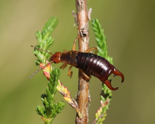 Réf. 333 858 : Pseudochelidura sinuata